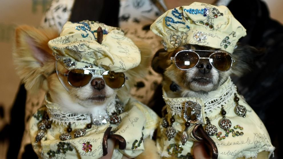 GTY-pet-fashion-show-03-as-170210_16x9_992.jpeg