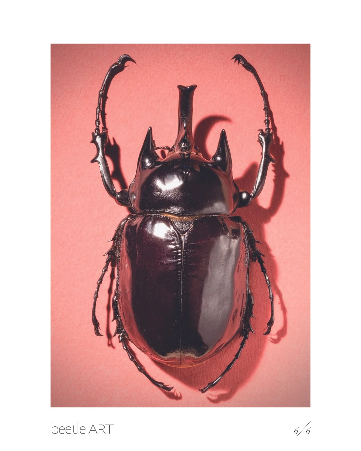 Beetles7.jpg