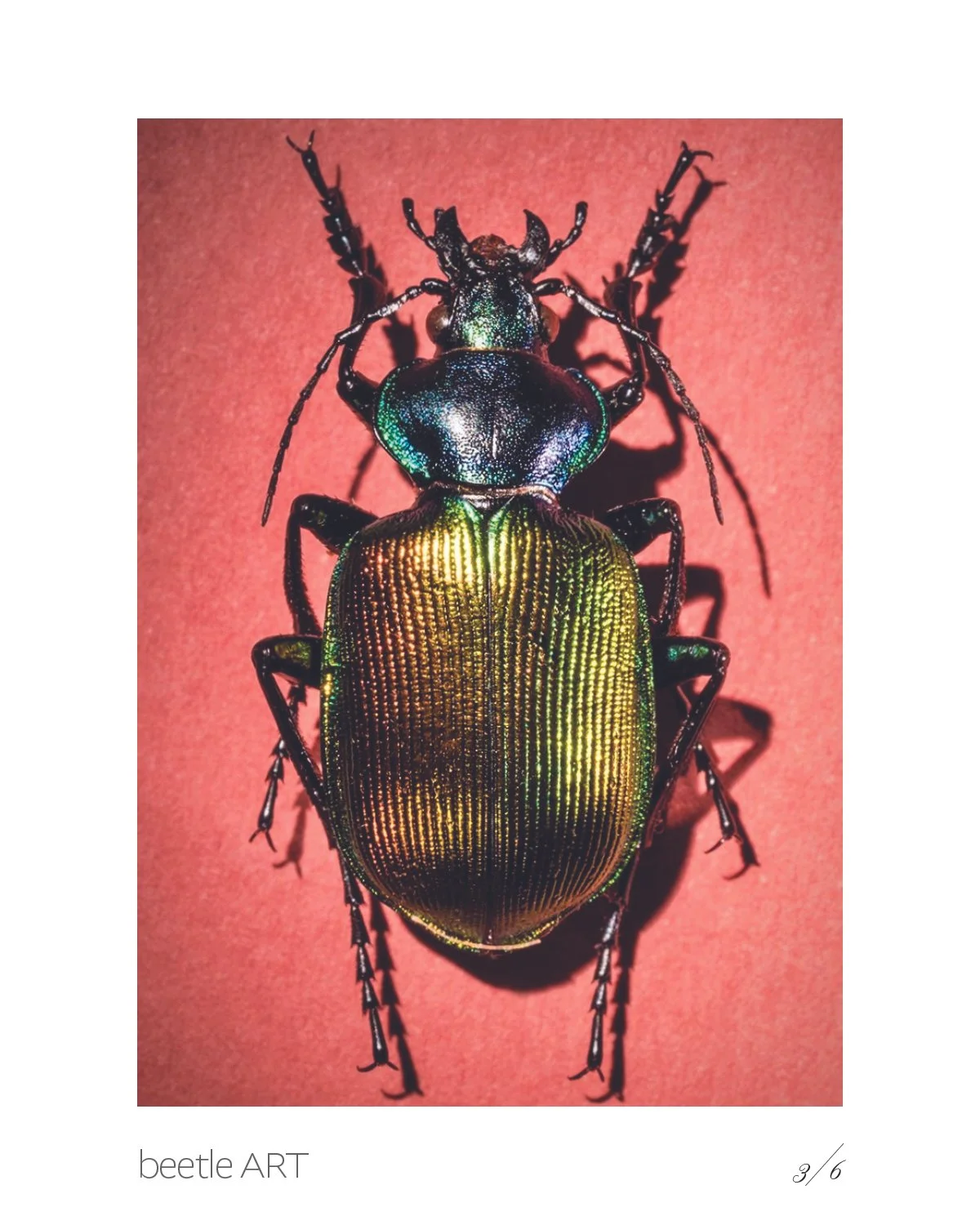 Beetles4.jpg