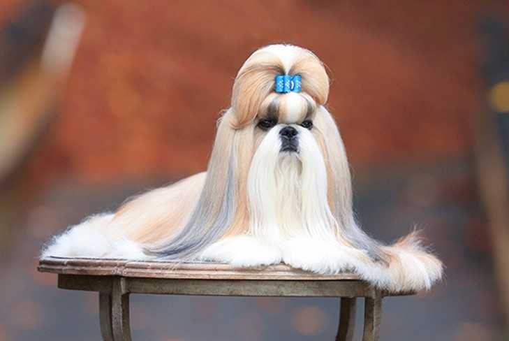 Grooming-tips-from-experts-hero.jpeg
