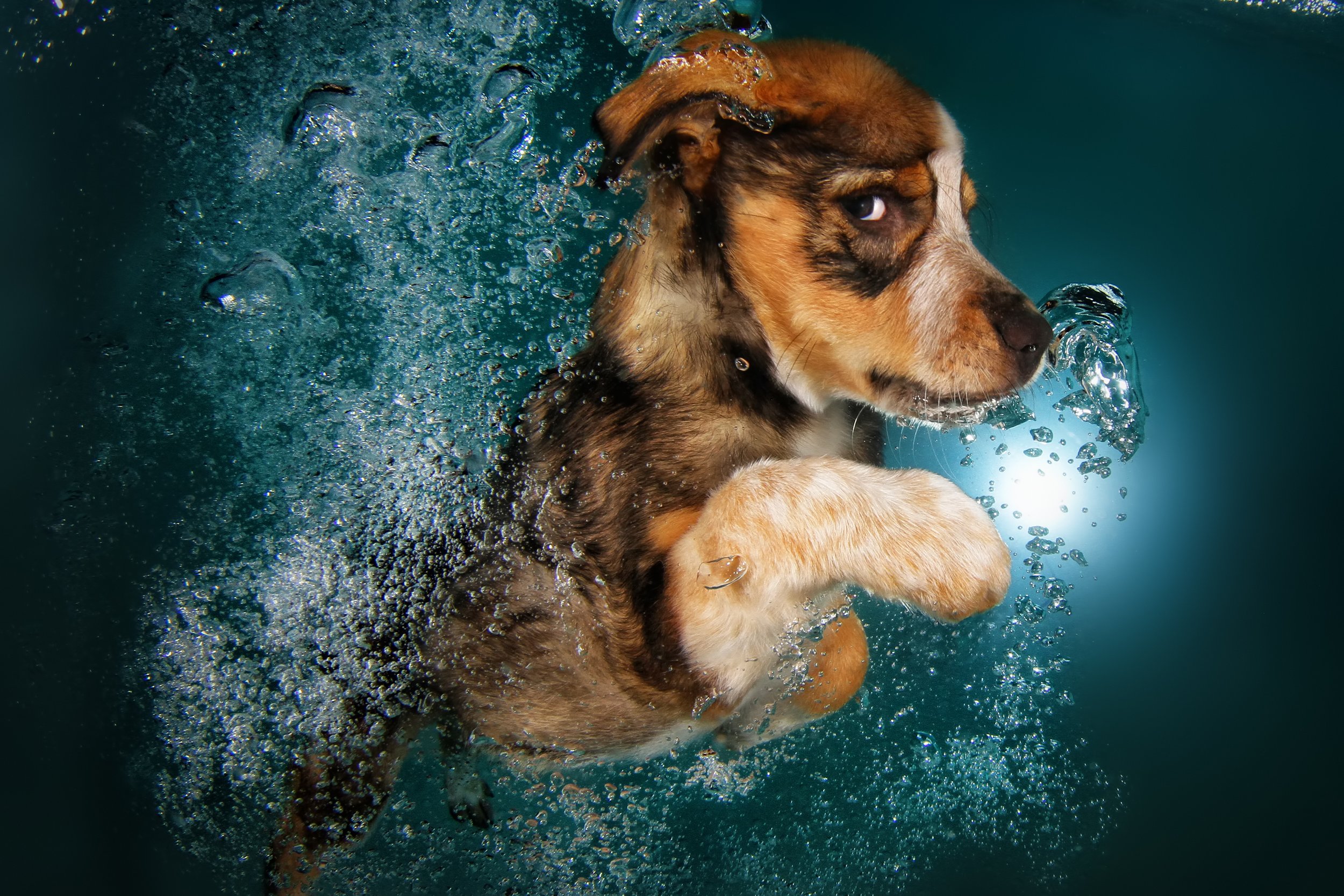 ginger_slide-cbeb8ee419062a8494b6f348dc9ad8833d10fb16.jpeg