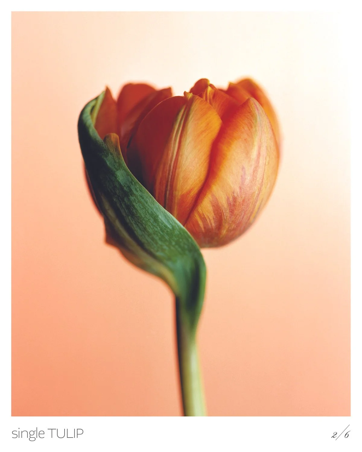 Tulips3.jpg