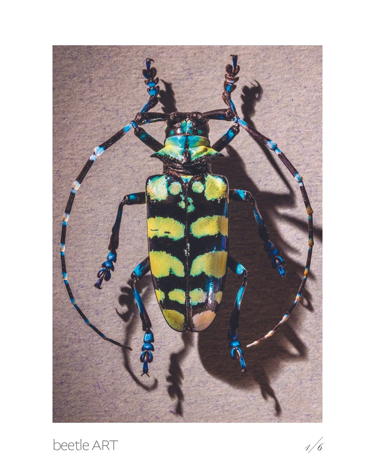 Beetles2.jpg