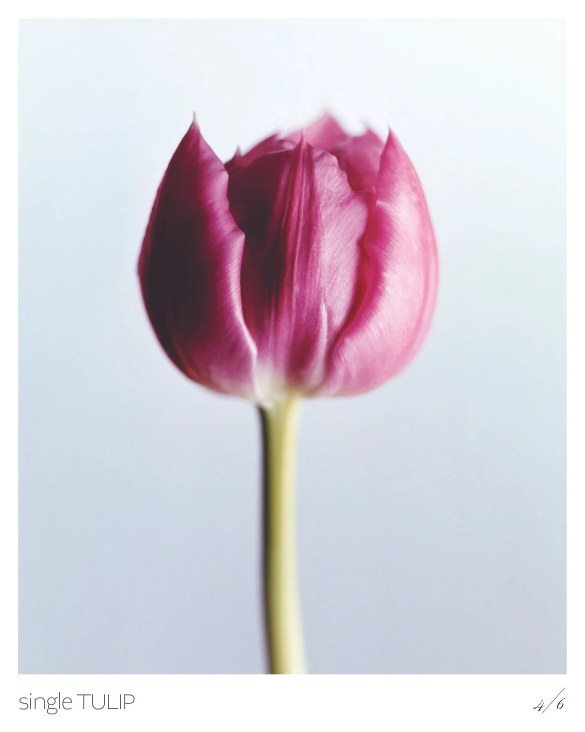 Tulips5.jpg