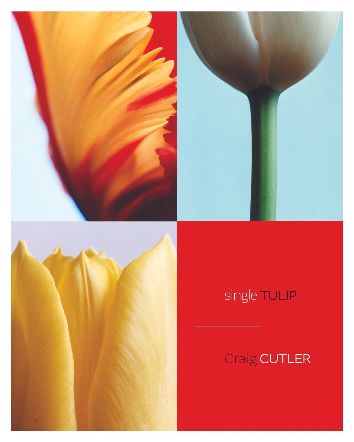 Tulips.jpg