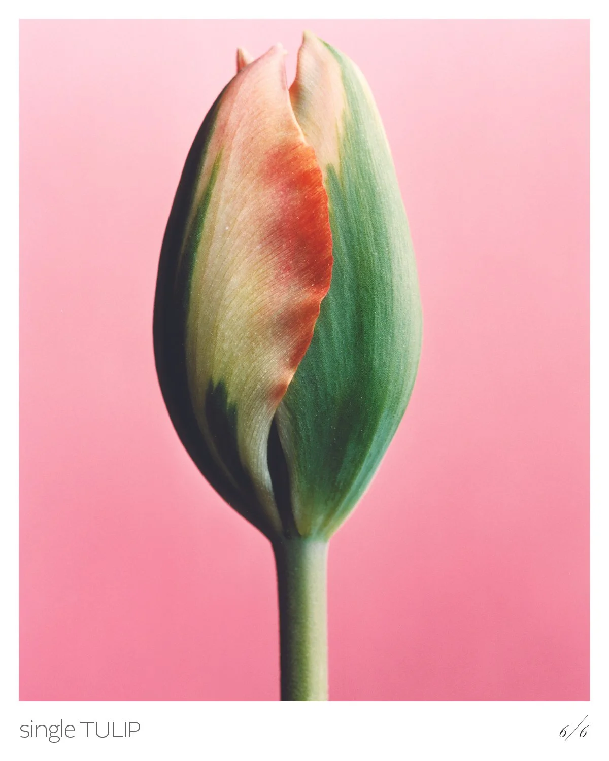 Tulips7.jpg