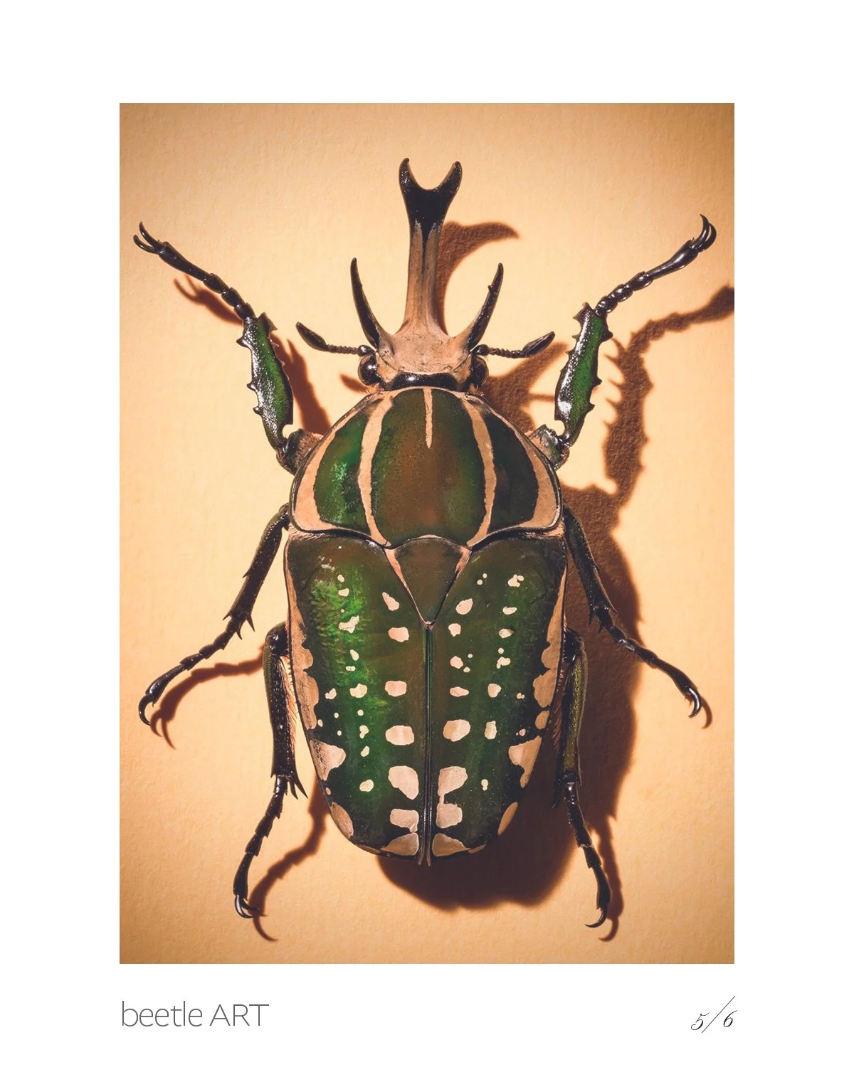 Beetles6.jpg
