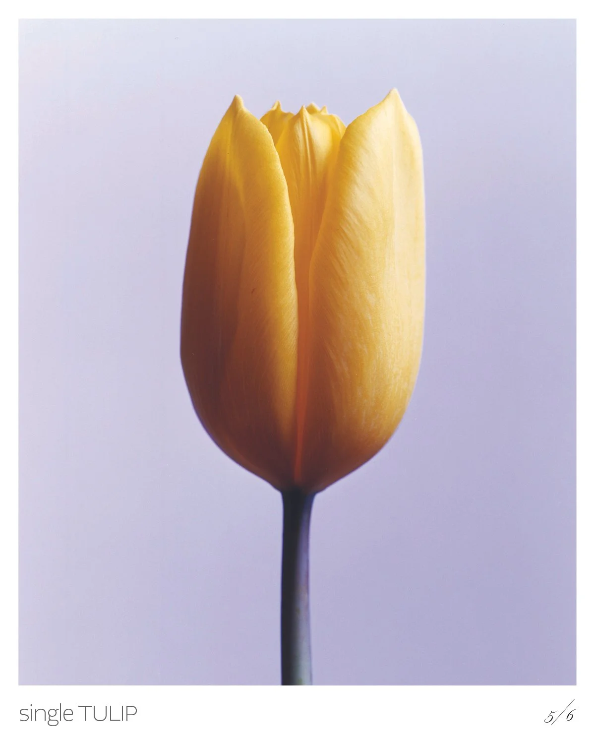 Tulips6.jpg