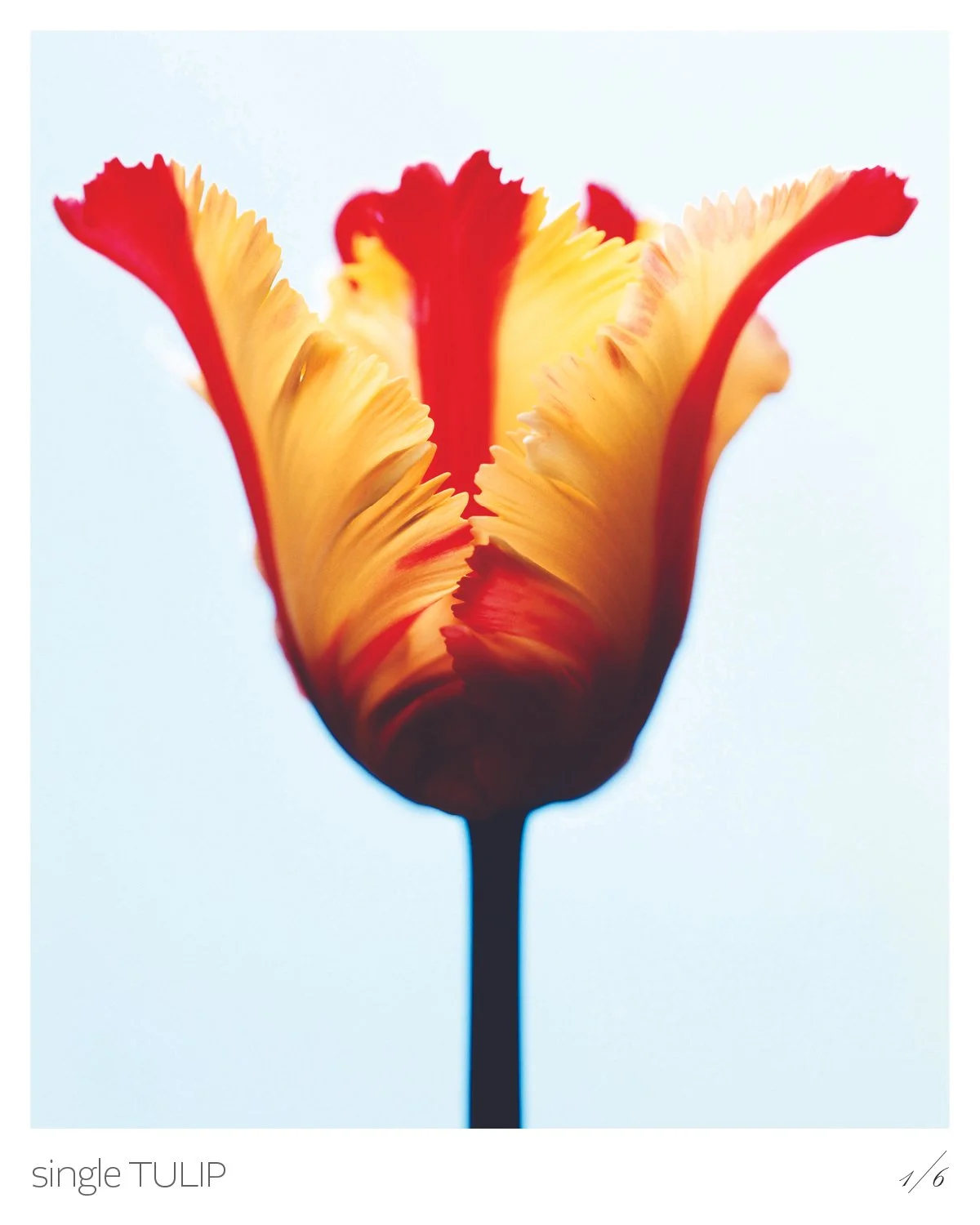 Tulips2.jpg