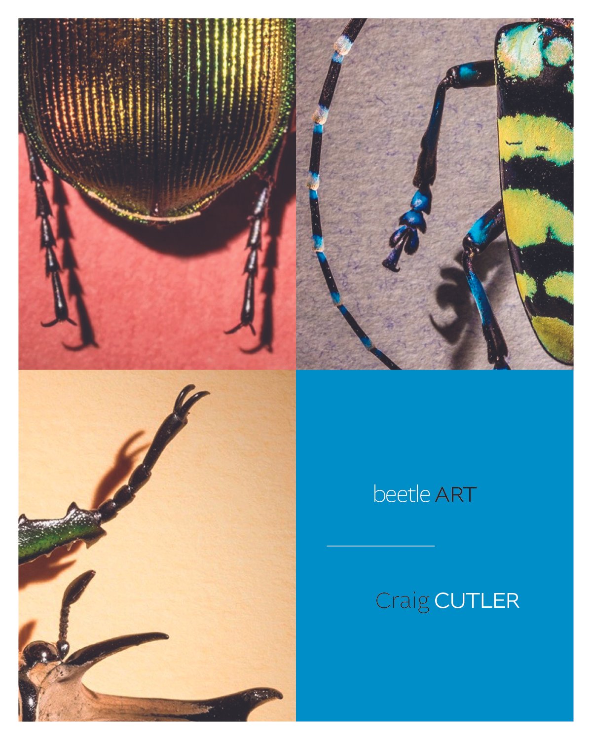 Beetles.jpg