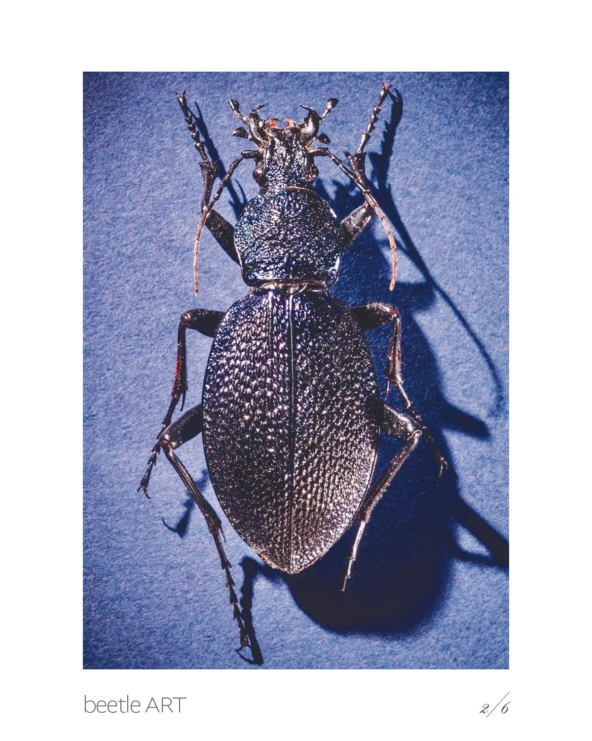 Beetles3.jpg