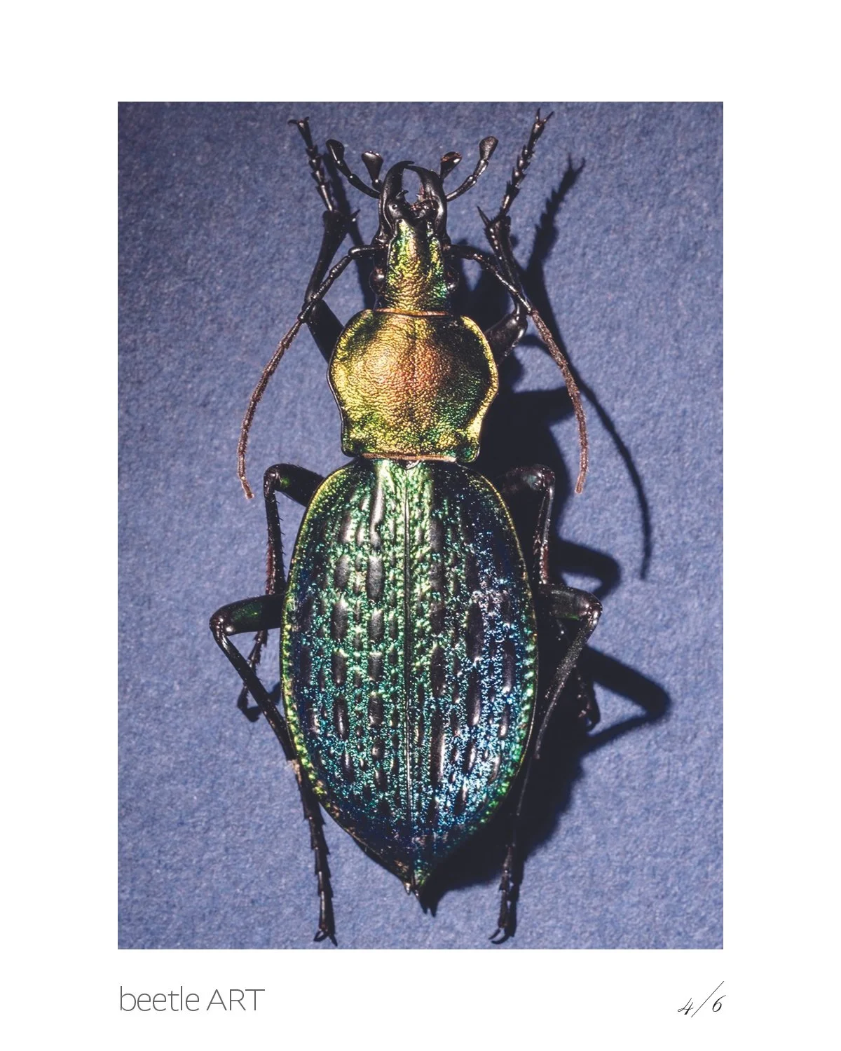 Beetles5.jpg