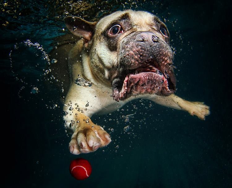 Dog-1.jpeg