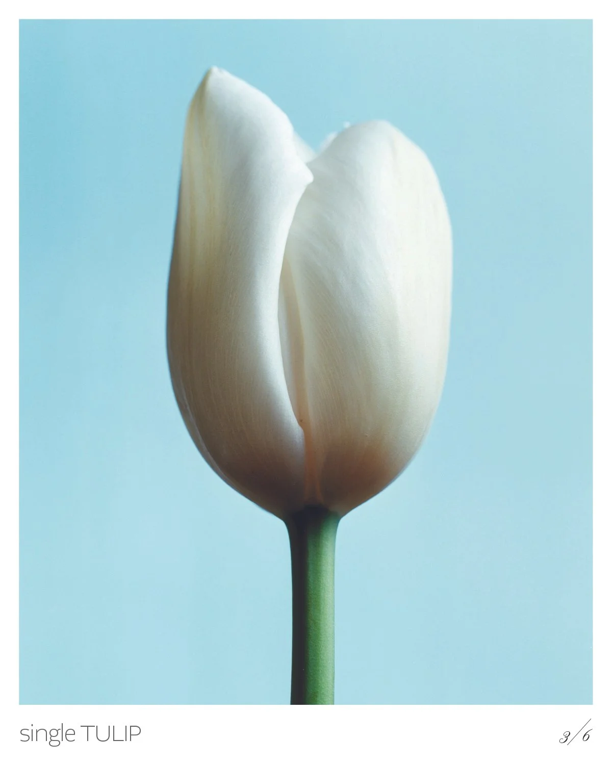 Tulips4.jpg