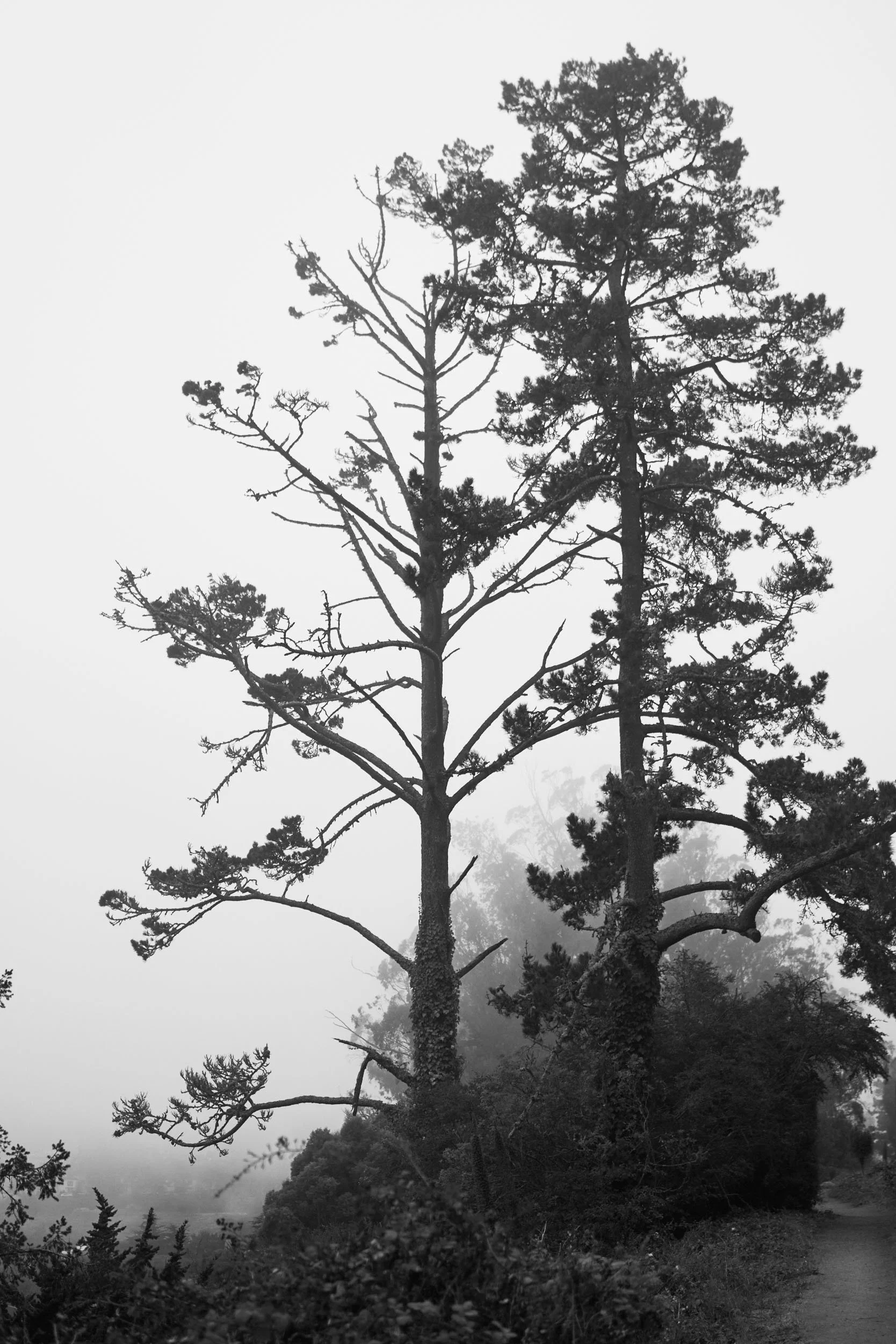 Trees, Twin Peaks