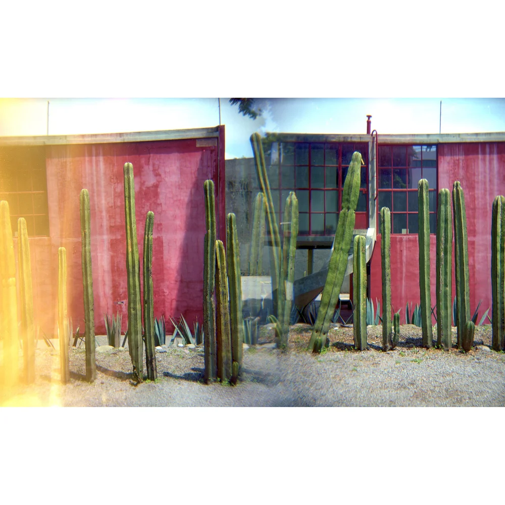 zebra plant cactus Zebra Aloe – Fragrance Plants and Flowers main image 1