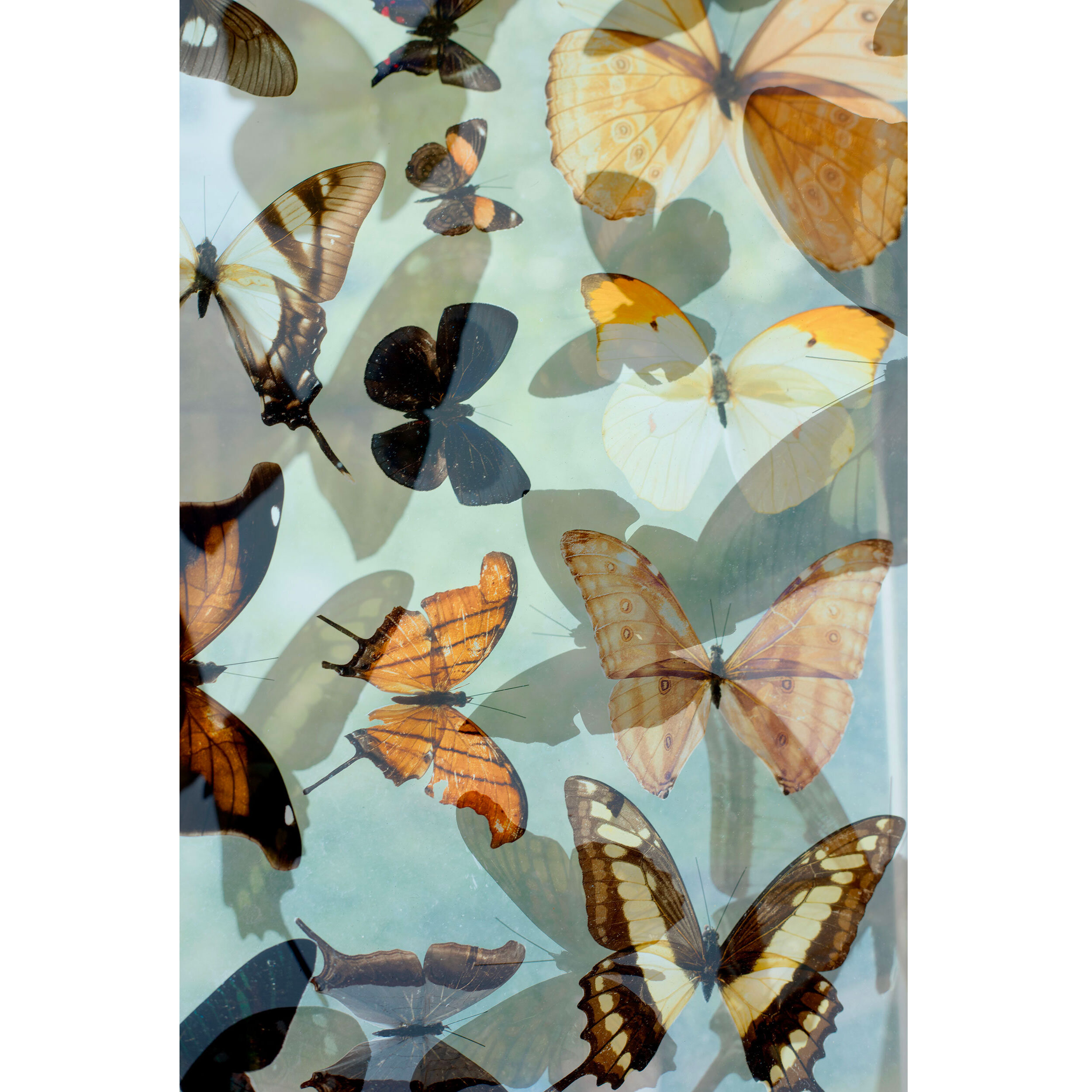 Peruvian Butterflies