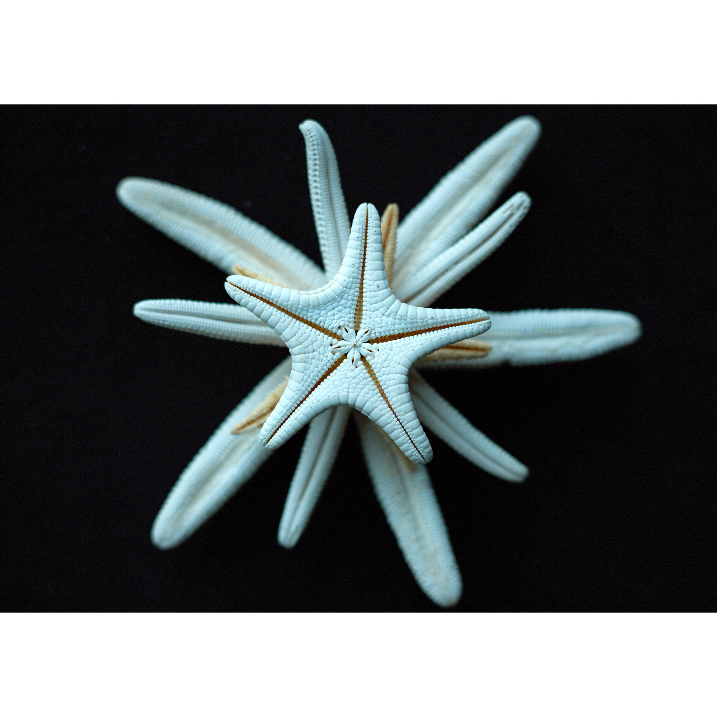 sea_creatures_2.jpg