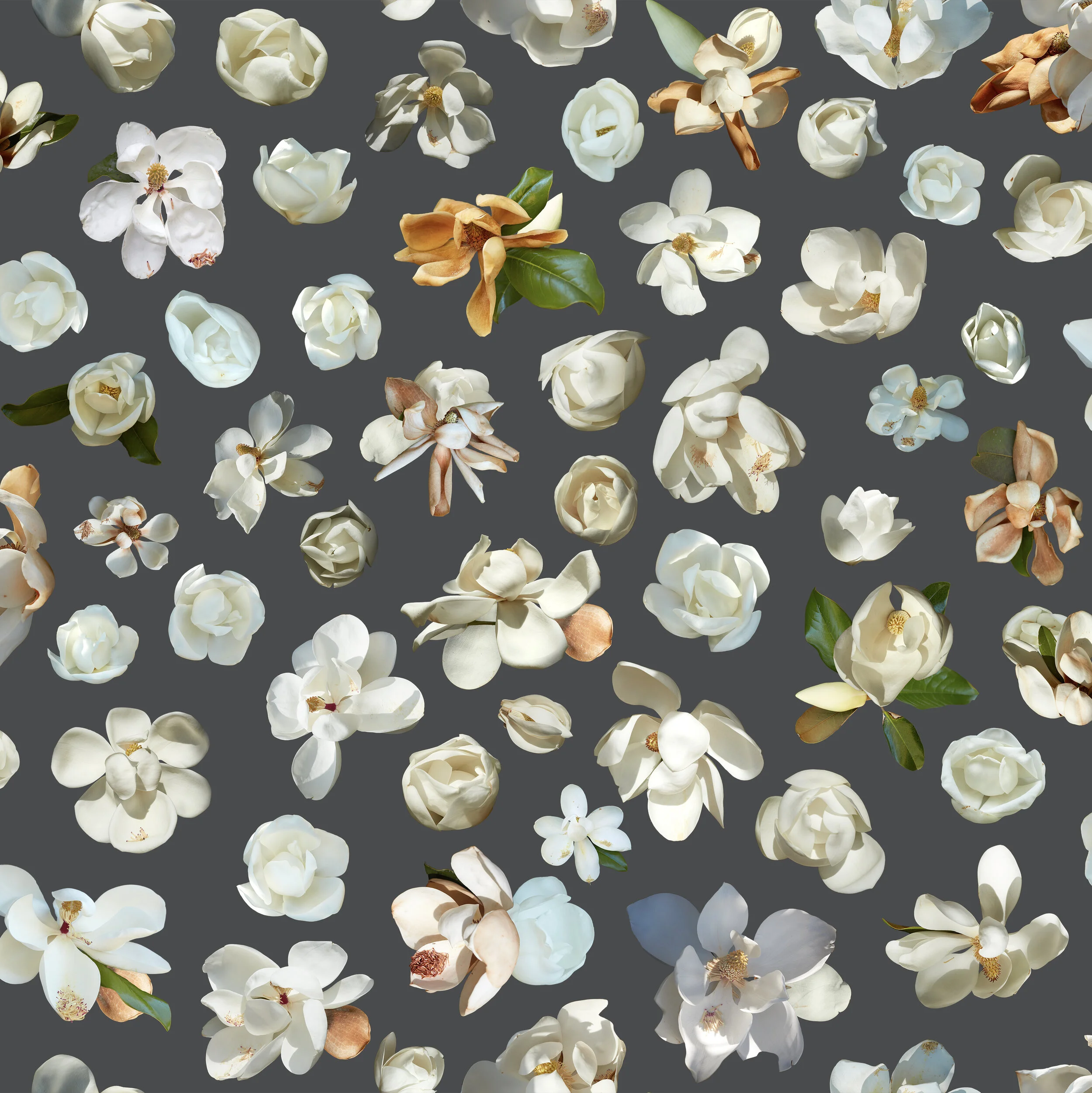 MagnoliaWildWroughtIronGray_Zoom.jpg