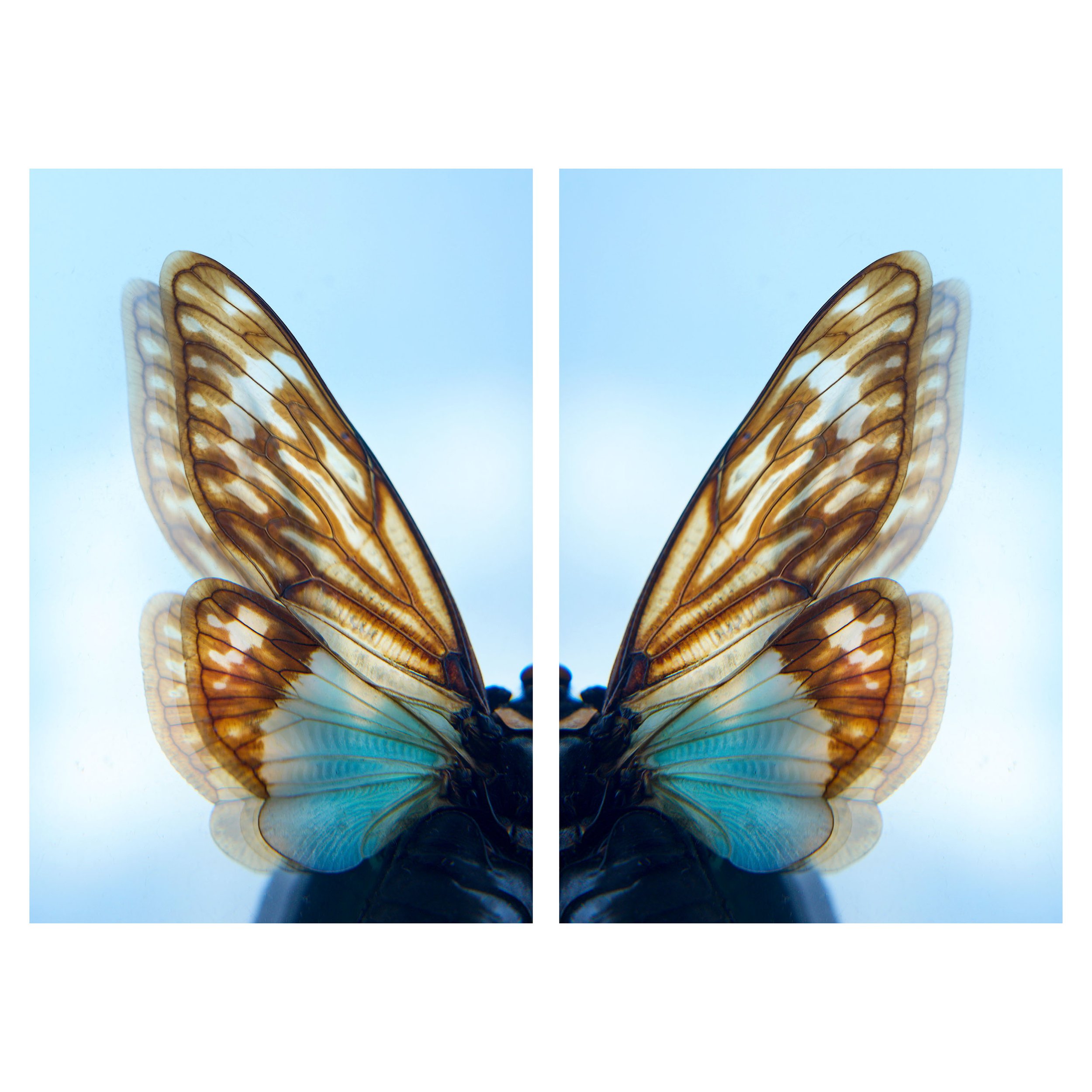 Butterfies_Diptych_3.jpg