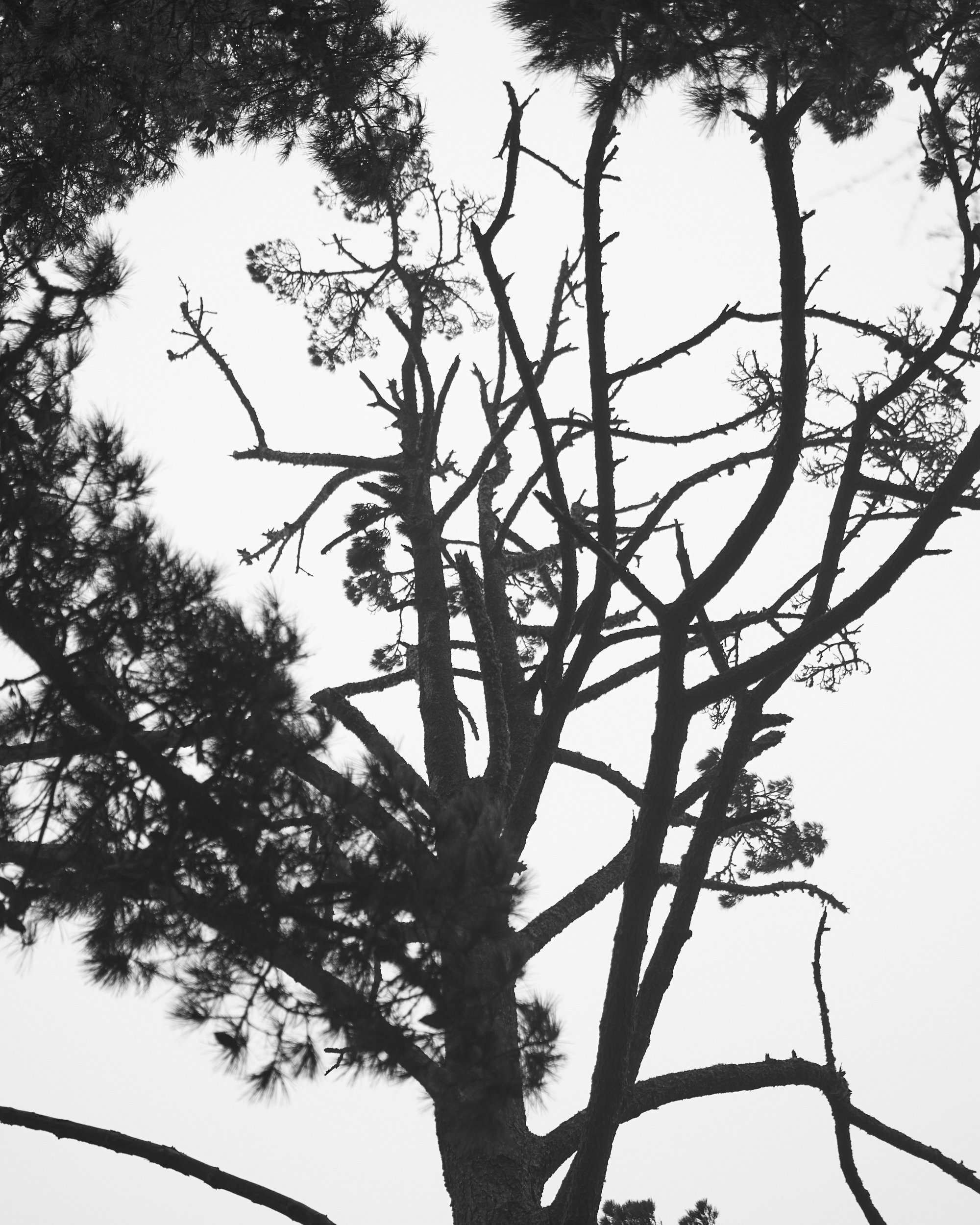 Calligraphy Branches