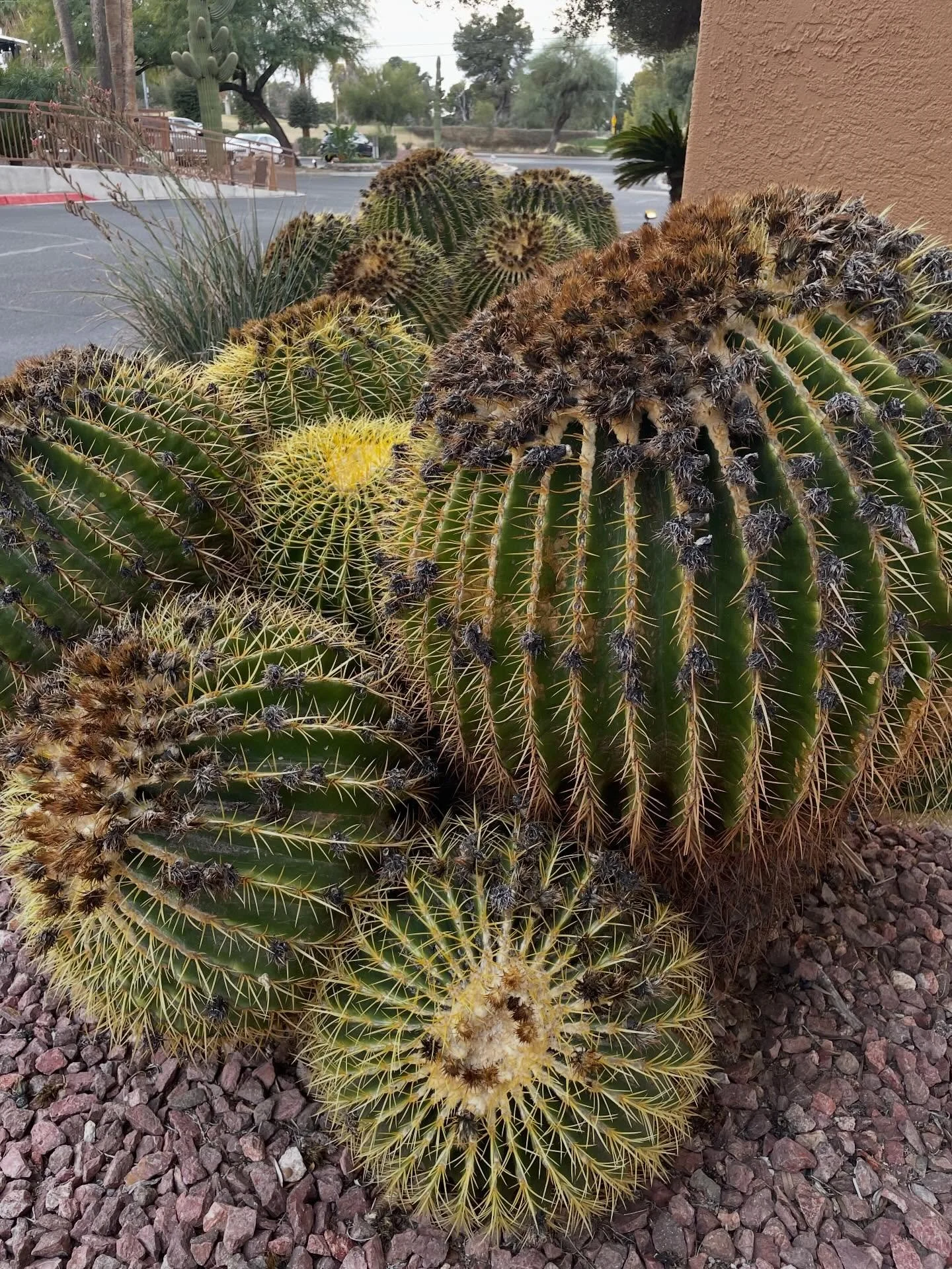 Scenes from Tucson, Az, where I swooped in to teach three metalsmith classes, took one class &amp; shopped for 1-1/2 days (I could have shopped for a week). It was great getting back in the saddle (traveling &amp; teaching metalsmith classes). I love