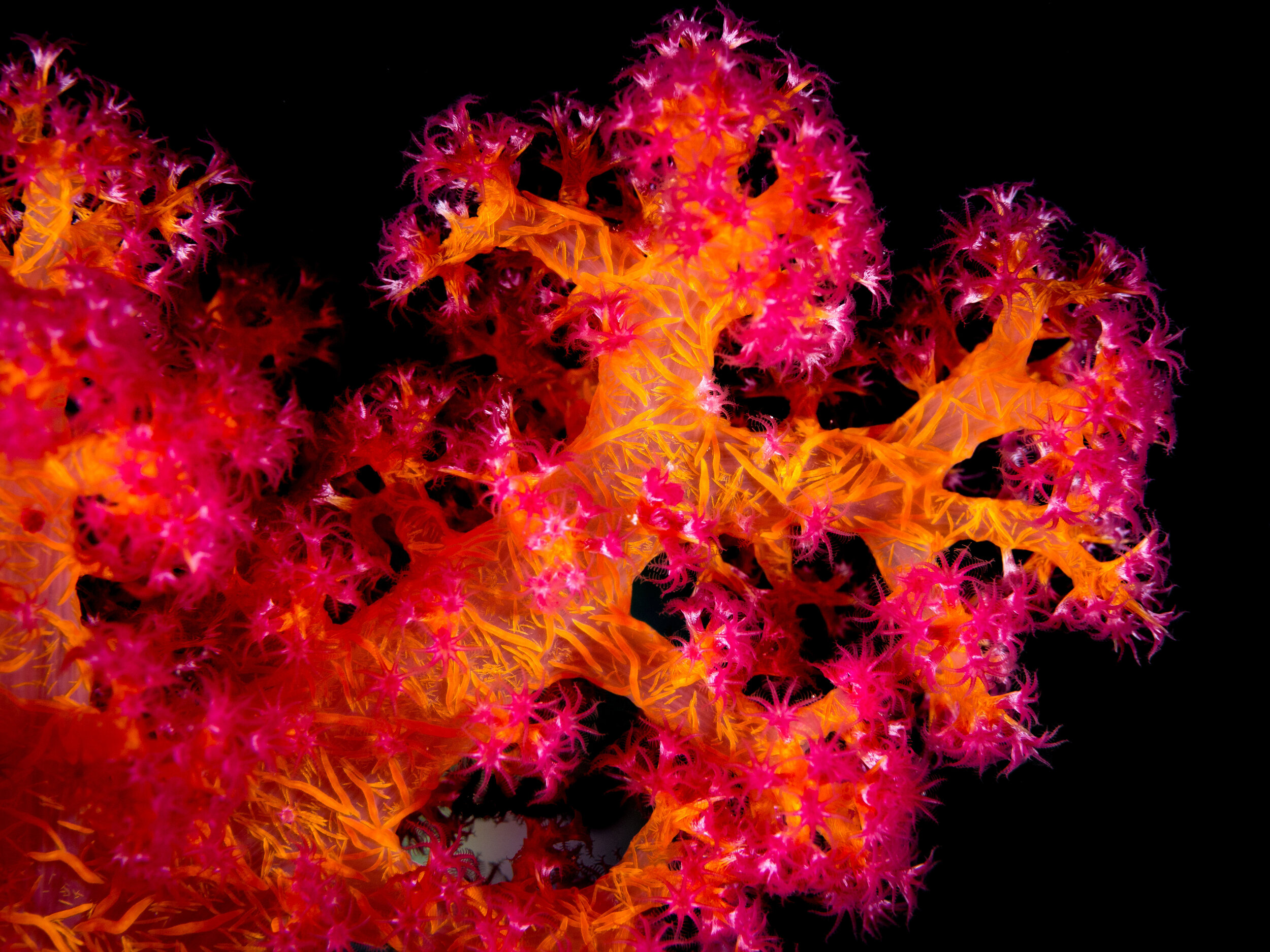 Creative Sparks: Keeping the Fire of Collaboration Burning