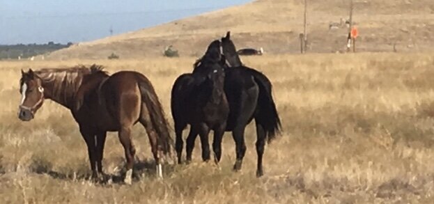 *These horses were abandoned on vacant Tracy Hills property. There was a mare with her nursing foal by her side and she was also growing a baby growing in her belly. The brown gelding pony was very protective of them. We brought them home, got them …