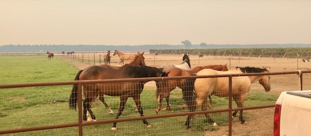 Open pasture and pasture stalls were used for evacuated horses