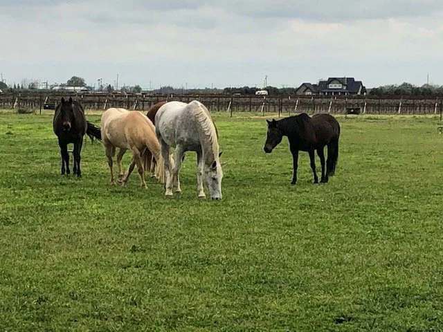 Sharing pasture space with evacuated horses