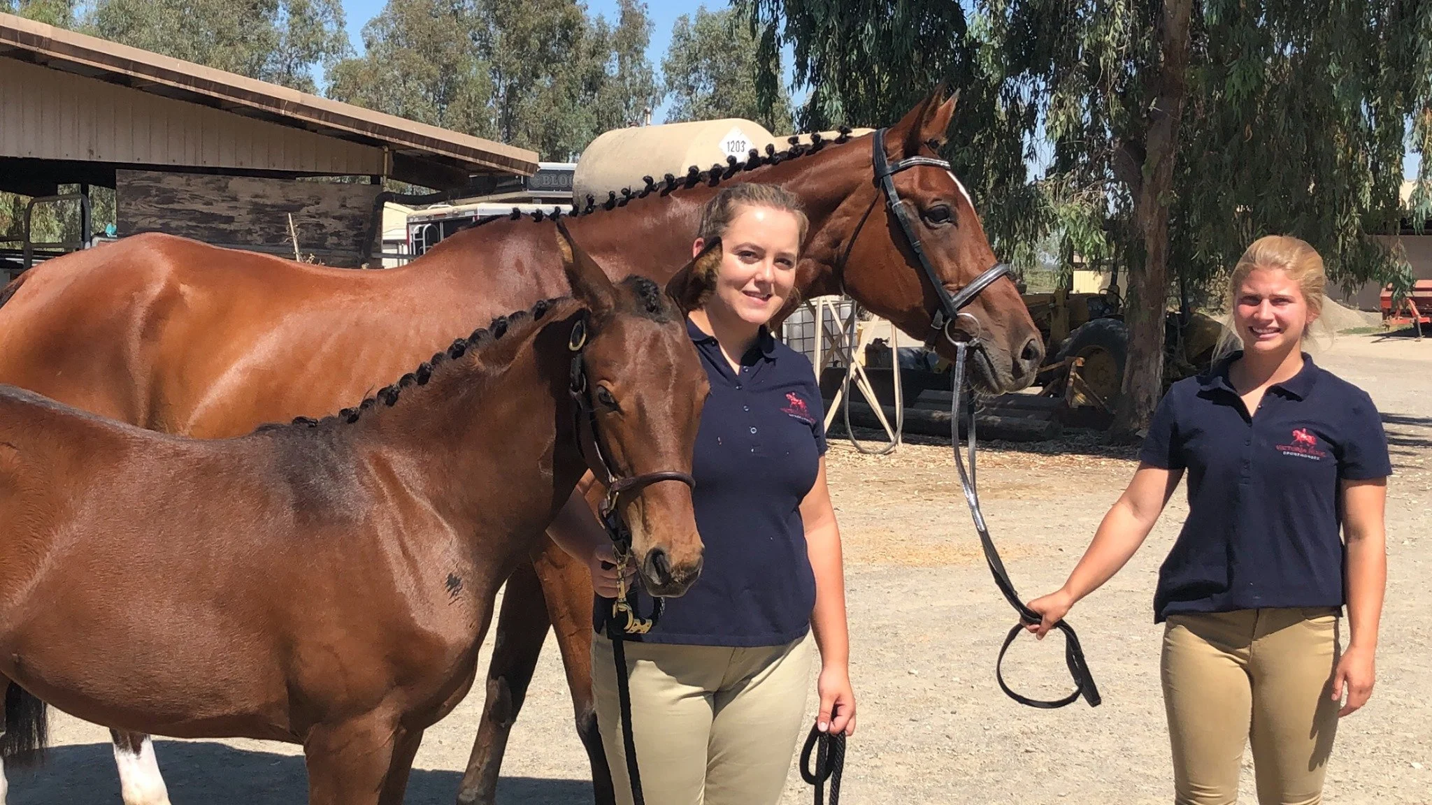 Hanoverian Inspection, Equine Team, breed shows, sporthorses, breeding, horse sales, sporthorses for sale, eventing, dressage, hunter jumper, stadium jumping, dressage