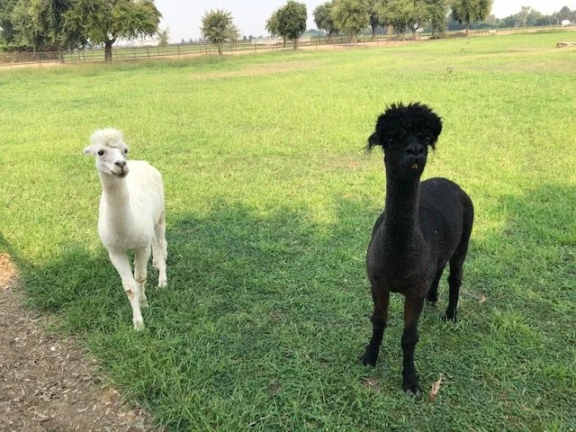 Evacuated Alpacas needed a temporary home
