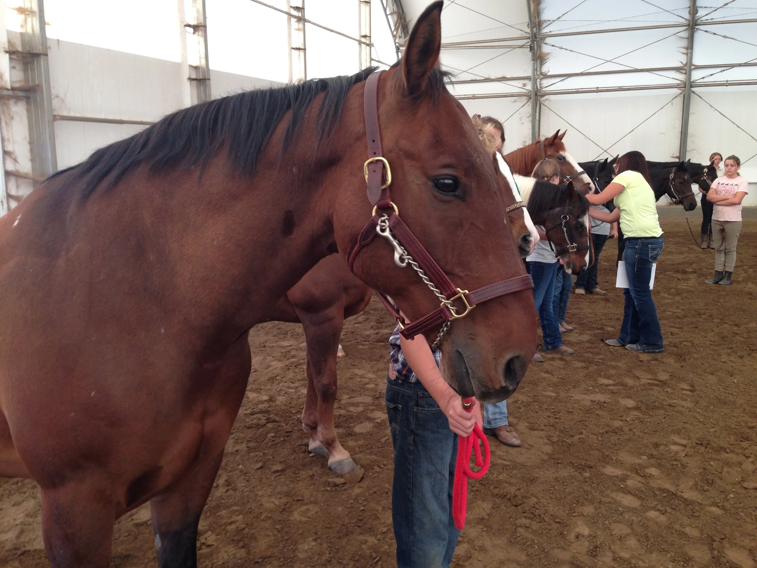4-H Western Showmanship Class