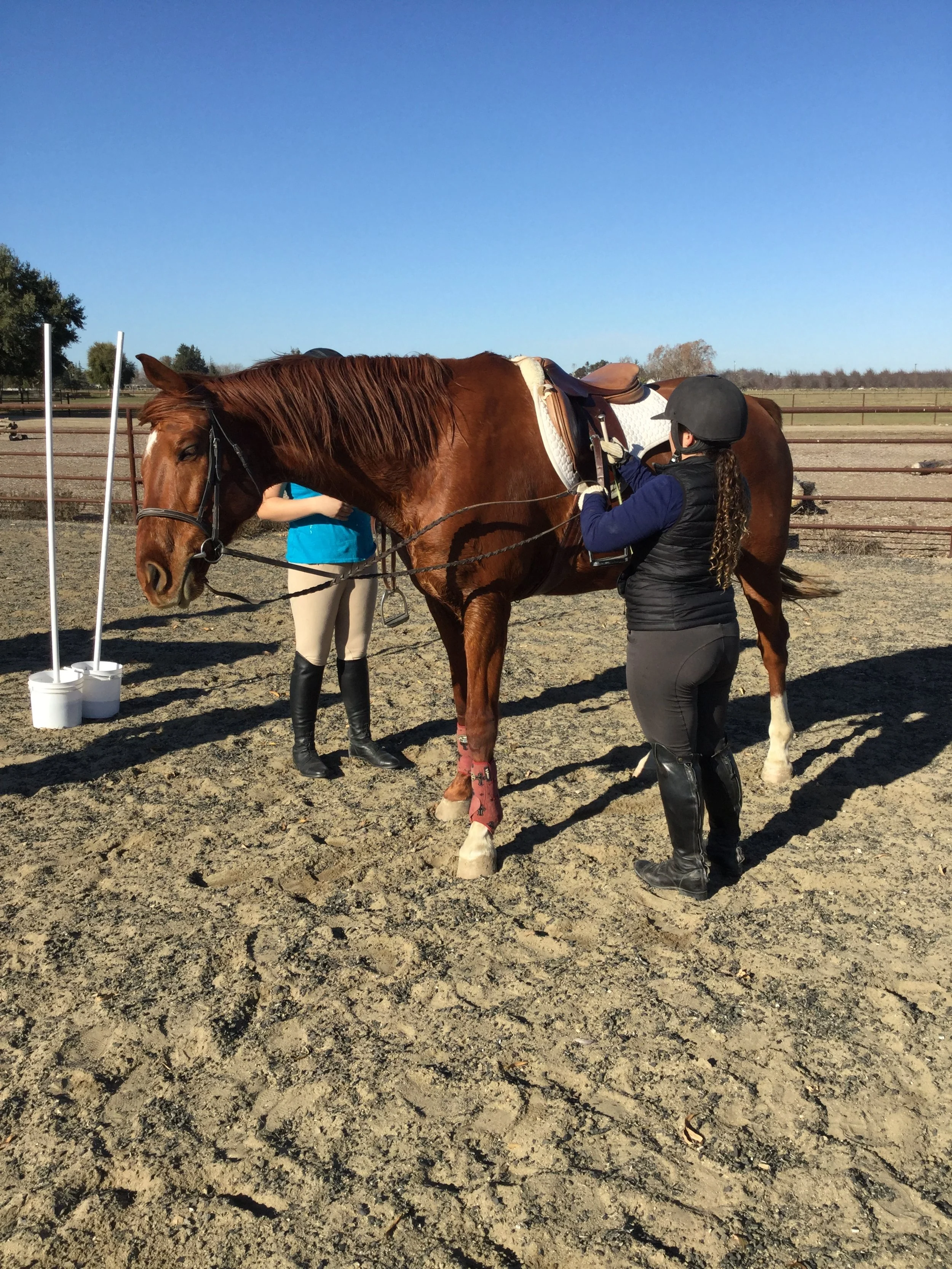 tacking up horse, horse safety, horsemanship, Equestrian skills, Equine Education, equine ed., horseback riding, sporthorses, warmbloods, english riding, jumping