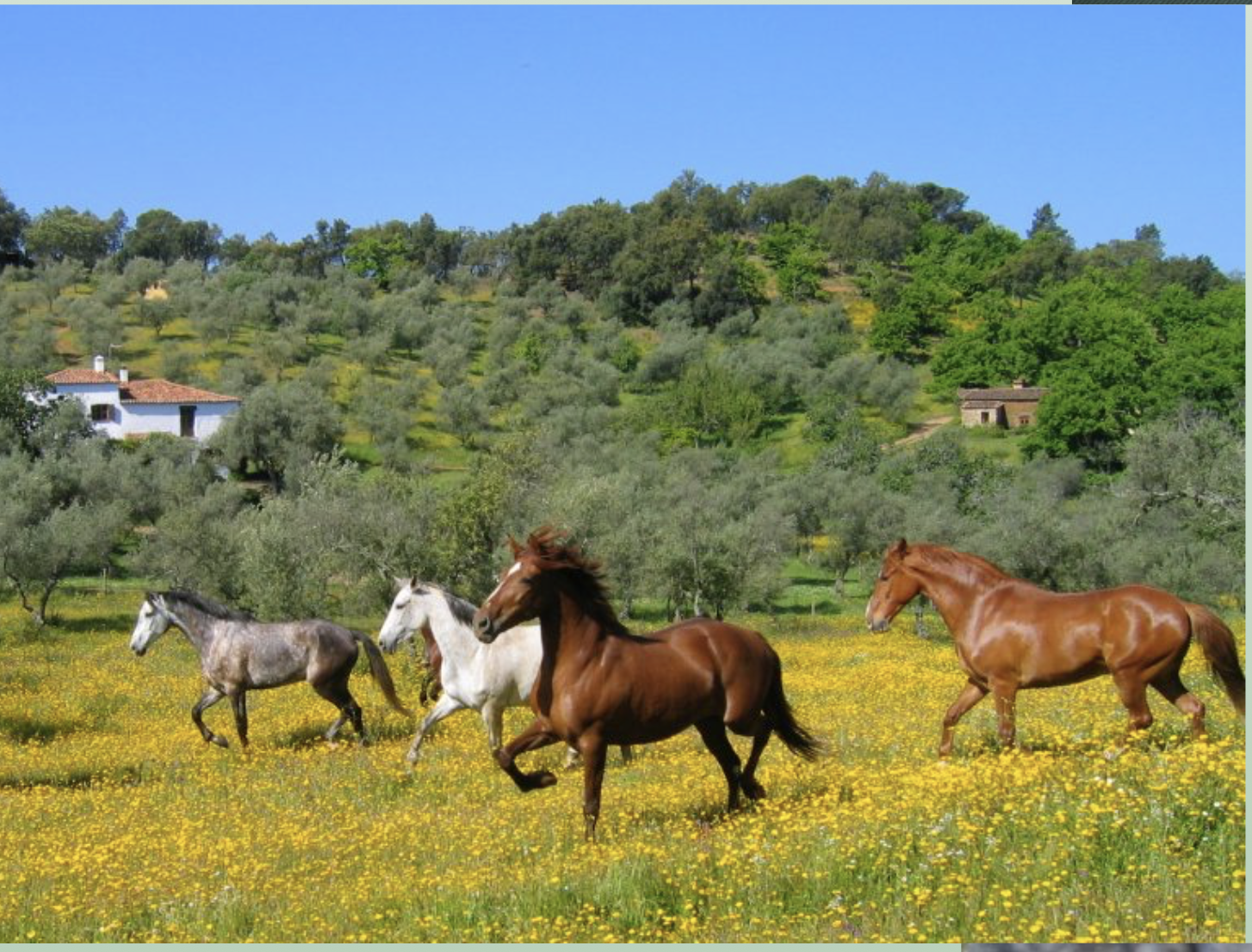 Copy of Services riding.png