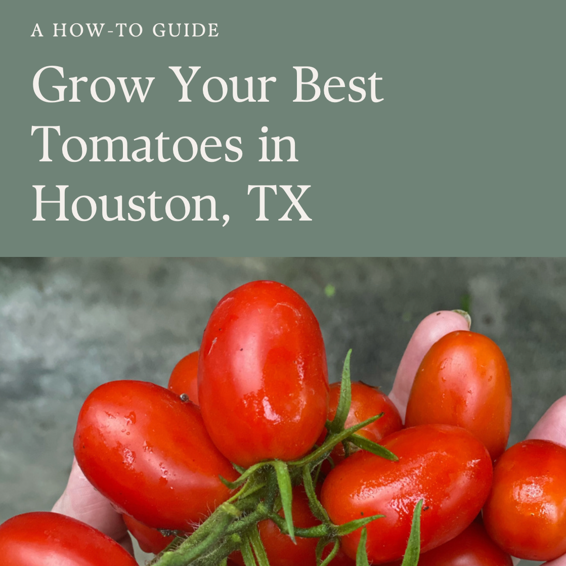 Grow Your Best Tomatoes in Houston Ebook