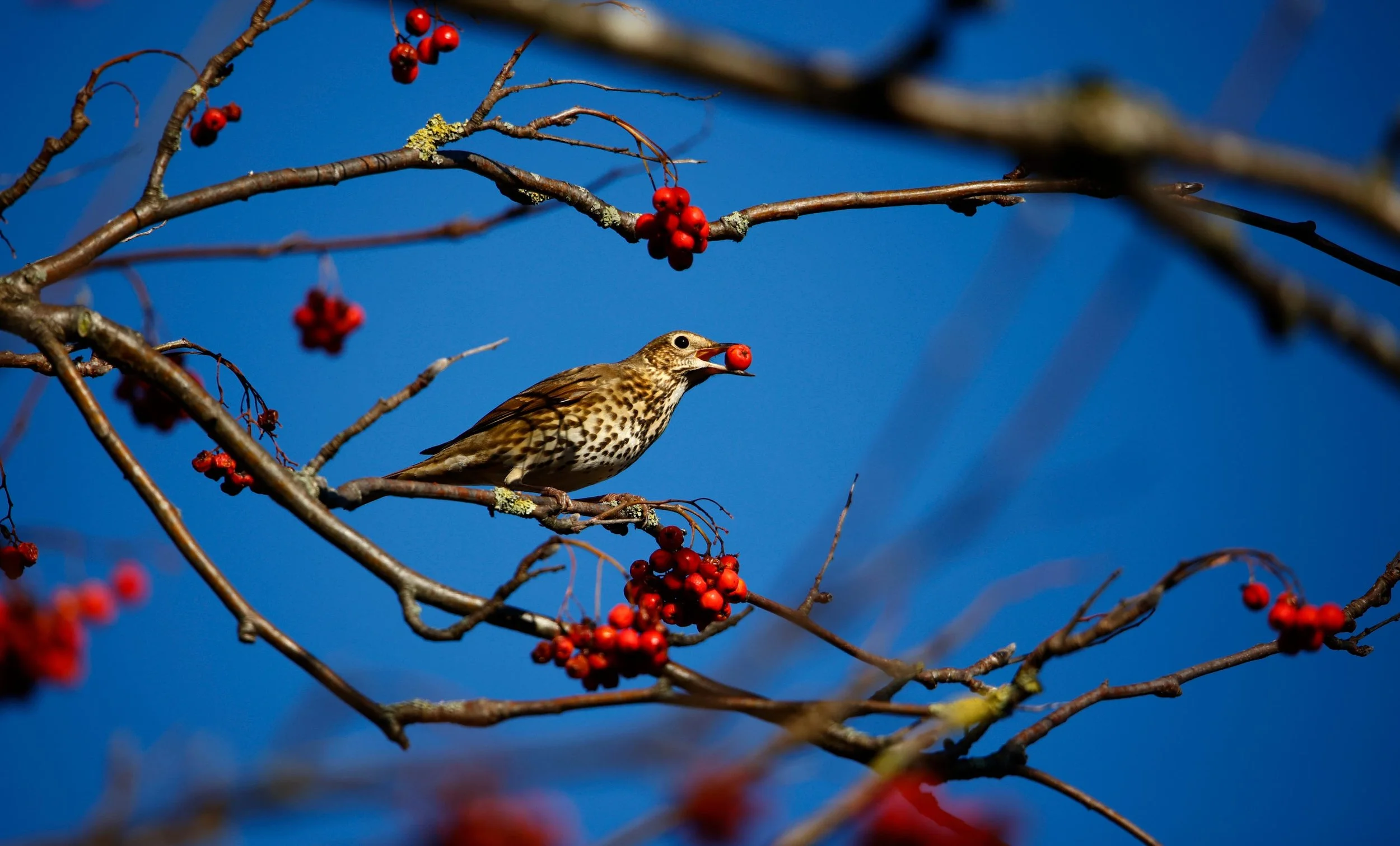 Beneath the Rowan Tree: A Winter Solstice Celebration