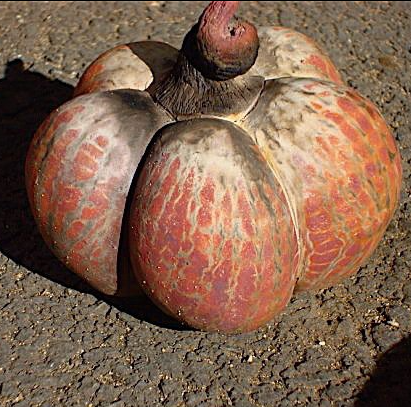 HPG eats a la carte.PNG