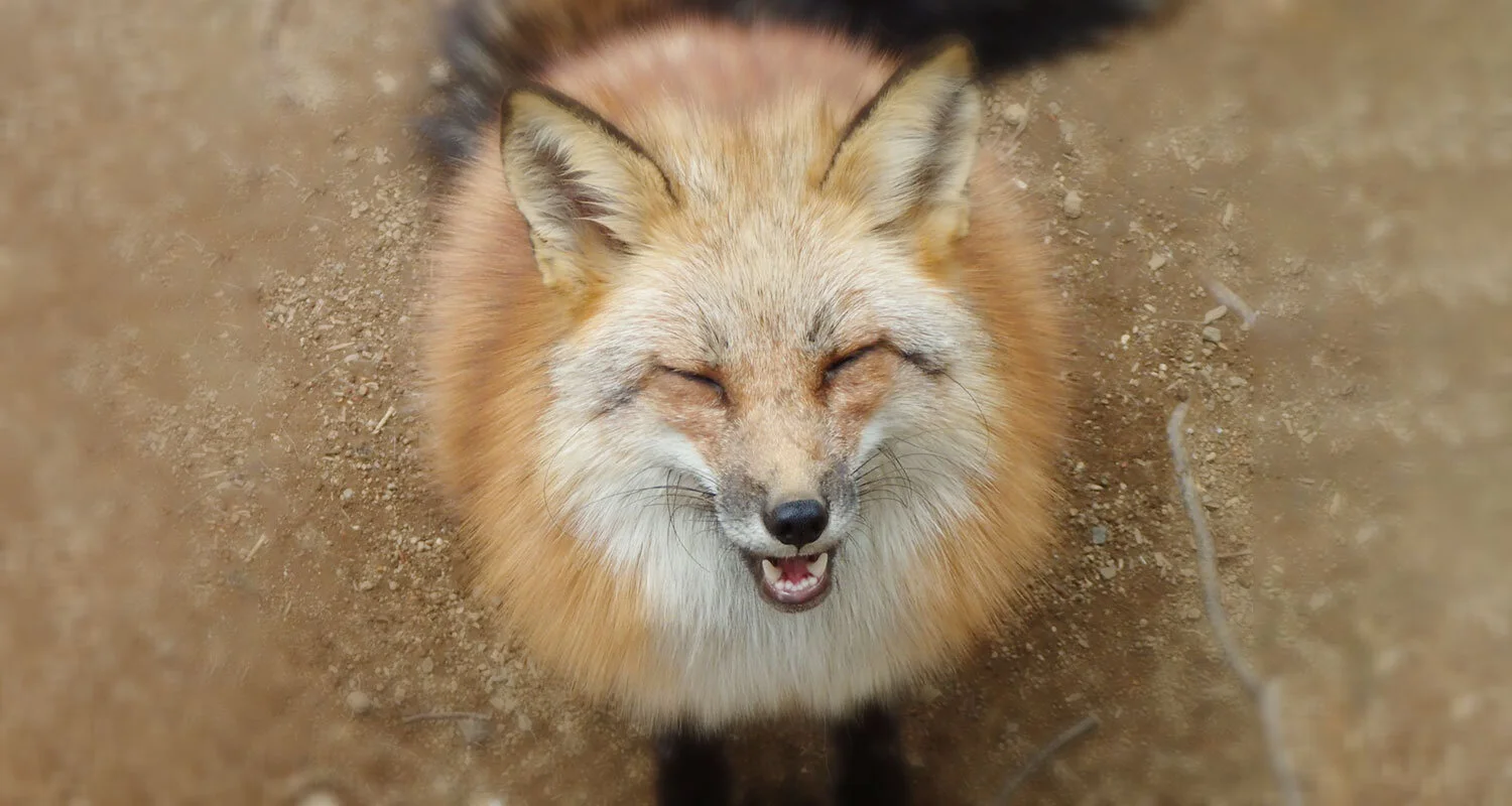 Zao Fox Village Cute Studies