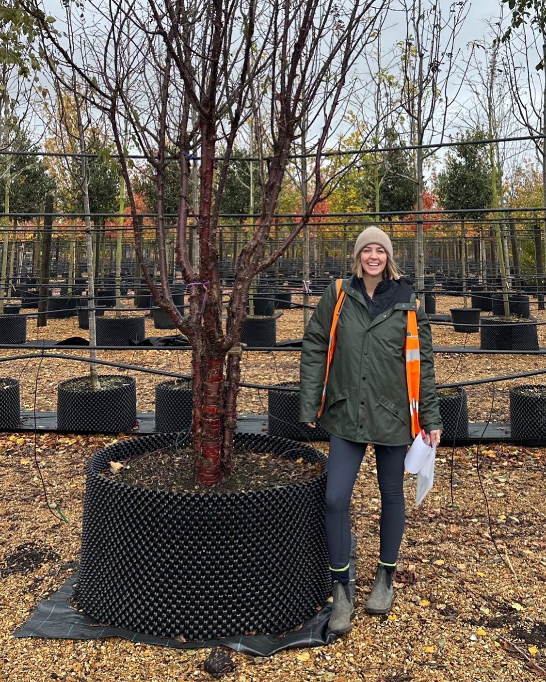 Trees make me happy!!! This beauty is a Prunus serrula and she is one of my absolute favourite trees - and how could she not be with a bark like that? 
Otherwise known as a Tibetan cherry, the shiny copper bark gives wow factor year round, but really