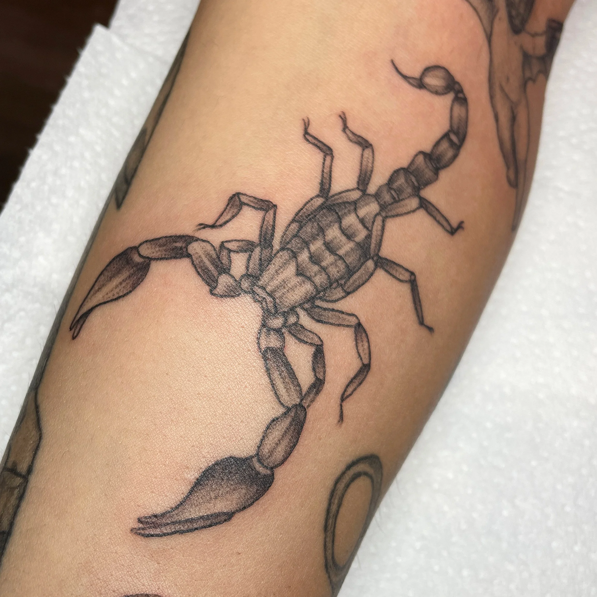 Fineline Black and Grey, Scorpion