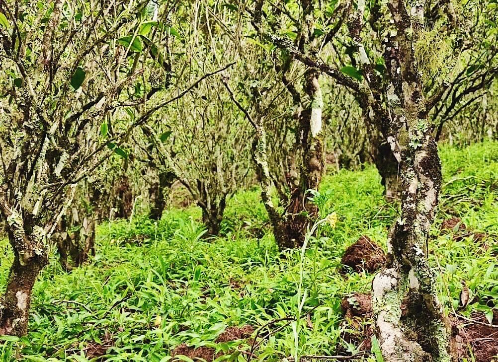 These trees carries the story of the Way of Tea. They are indigenous trees of Yunnan, growing wildly, never planted, never picked with a machine. These trees are from where the leaves of our Pò Purple Tea and Vesta Purple Tea are hand picked, then n