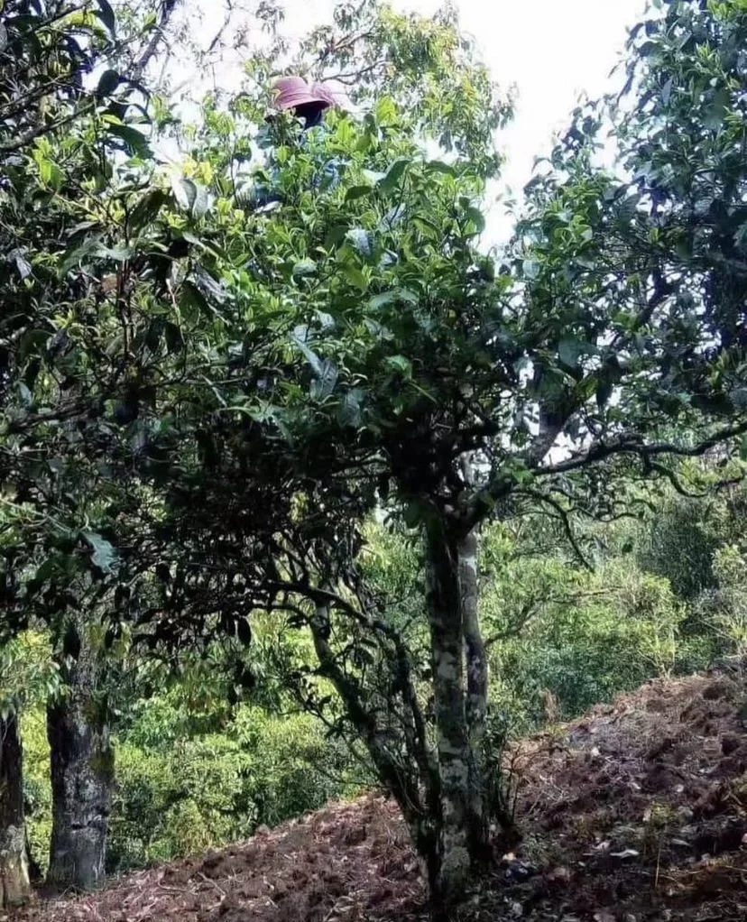 Wild tea tree from South West China