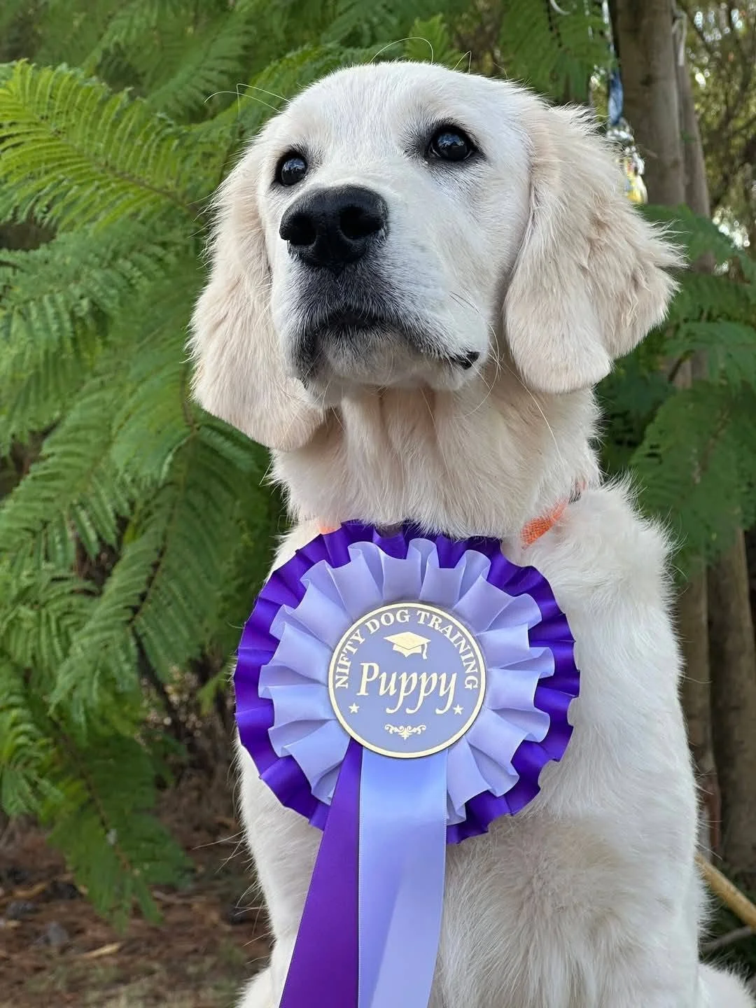 nova puppy training pass.jpg