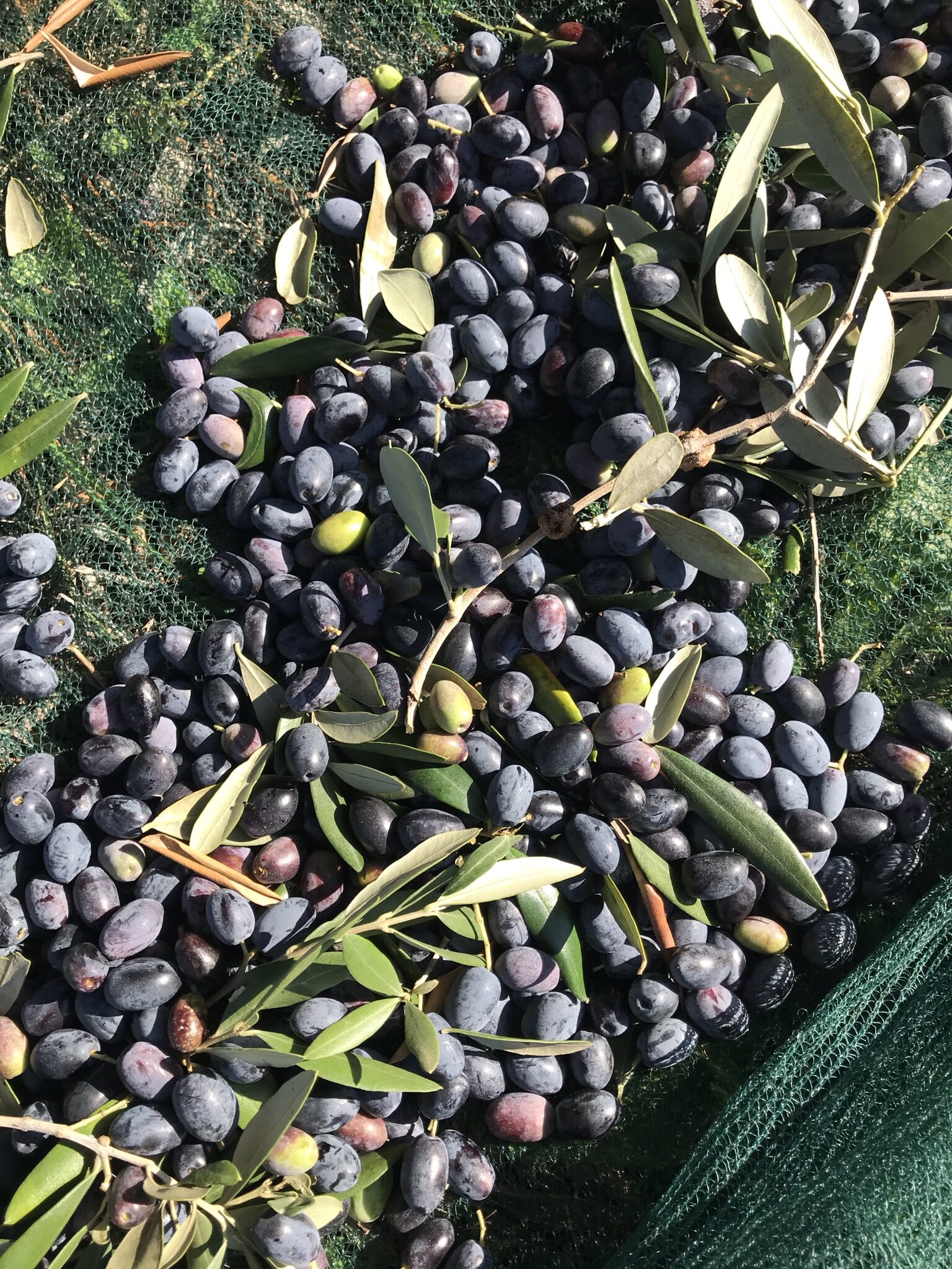 Olives Olives Olives