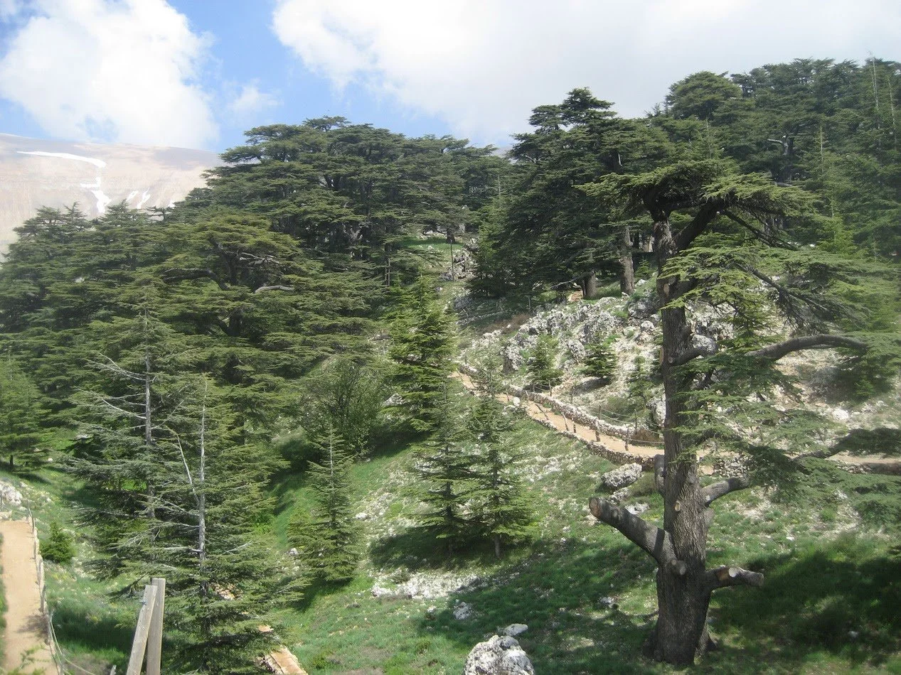 Cedars