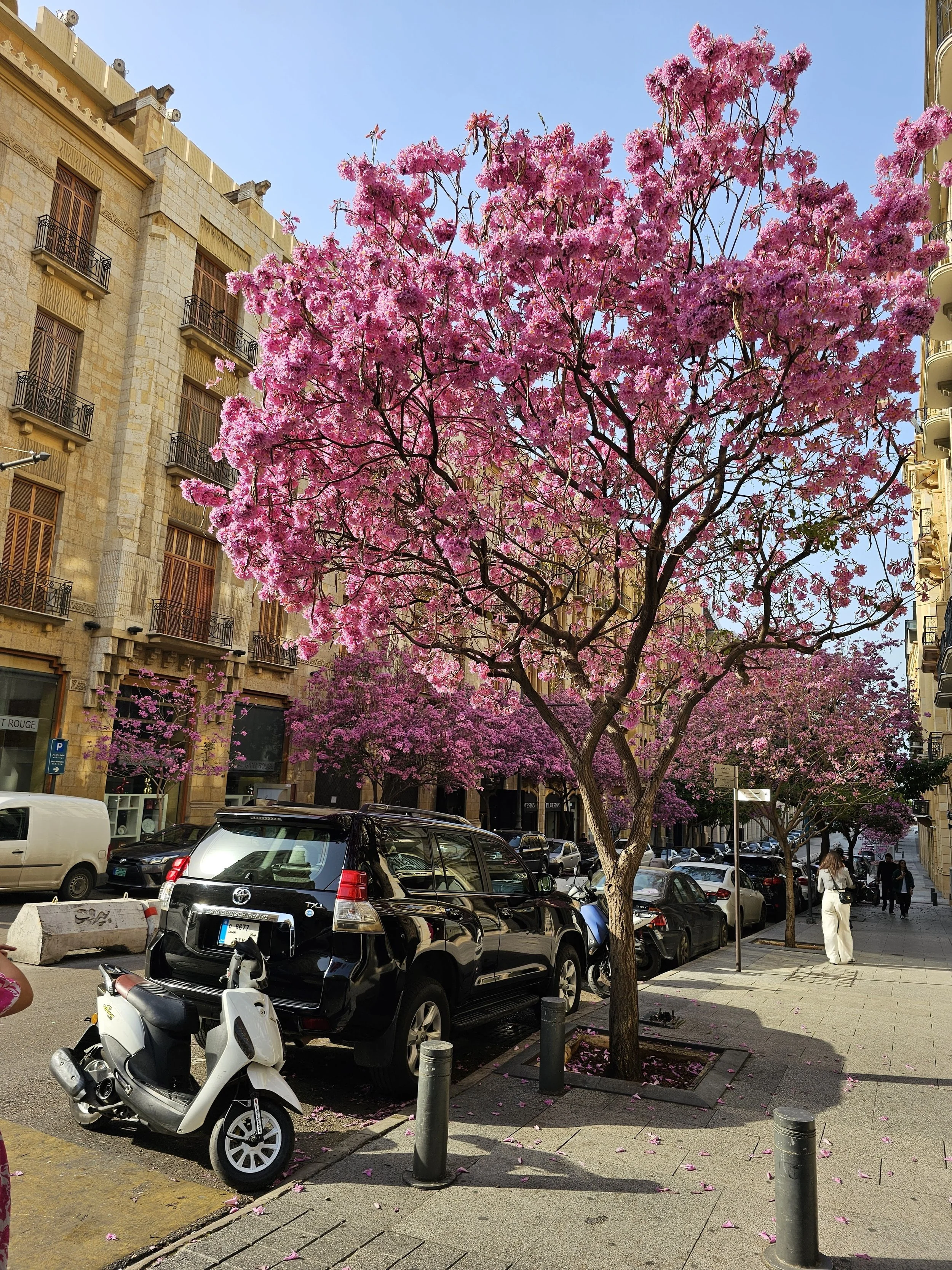 Beirut in the Spring (2024)