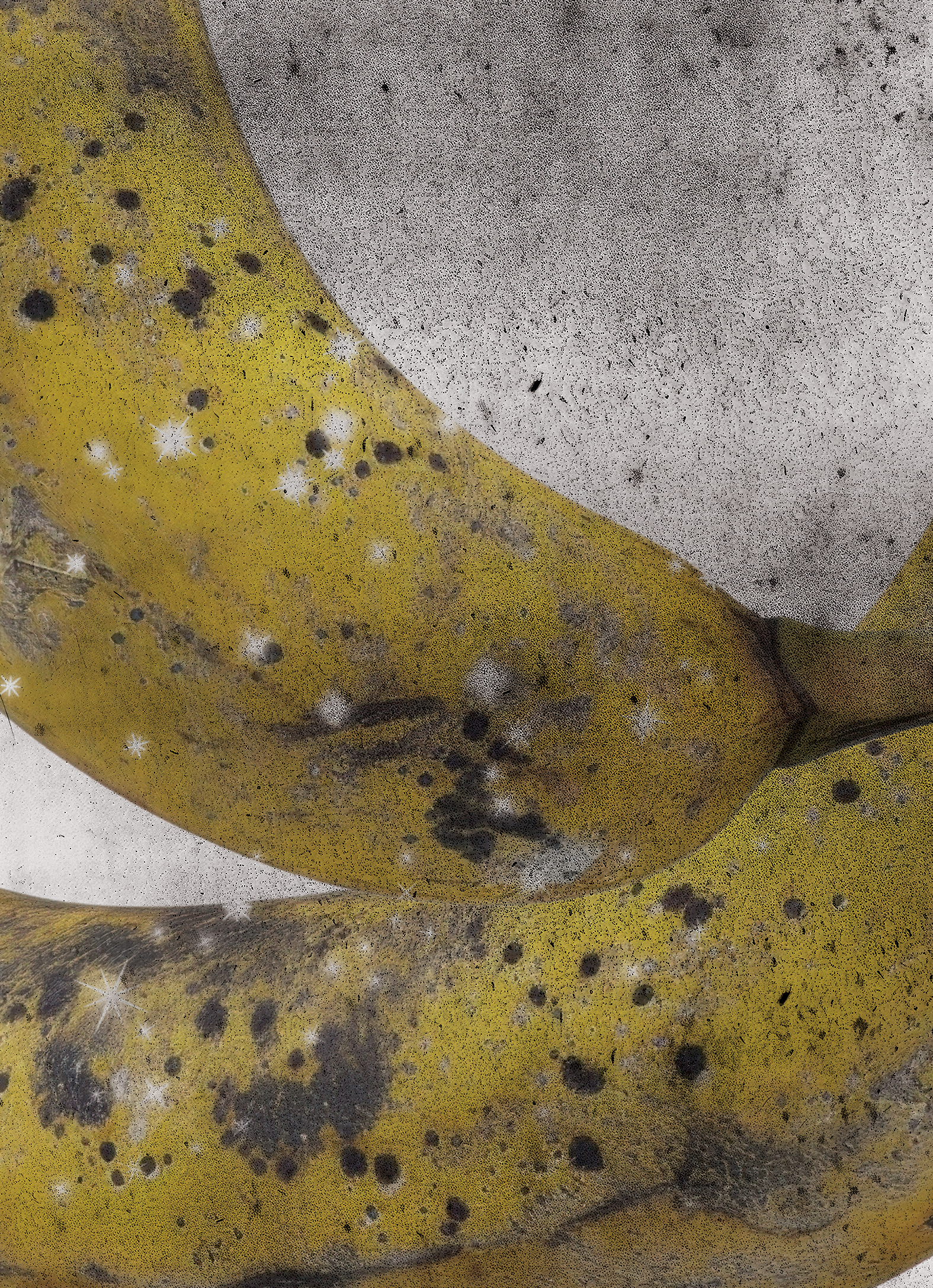 BananaBrainartwork_nan.png
