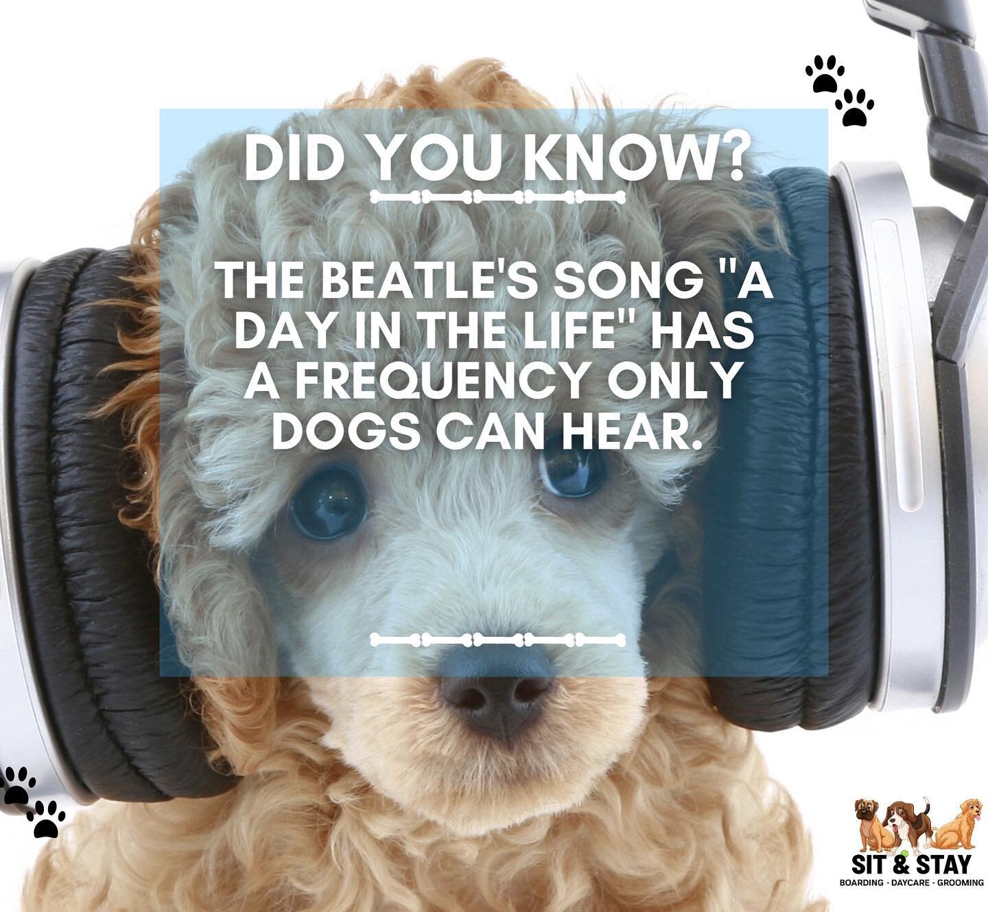 Play this classic song and see which part your dog reacts to! 🎶