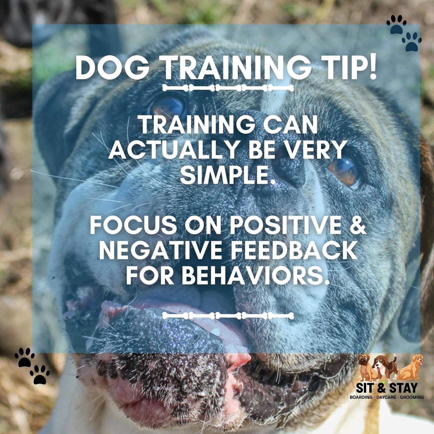 Sounds like a no-brainer, however this actually often neglected. A lot of frustration happens with training because owners do not provide feedback in the moment. If we attempt to punish our pup an hour after the fact, they won&rsquo;t understand why.